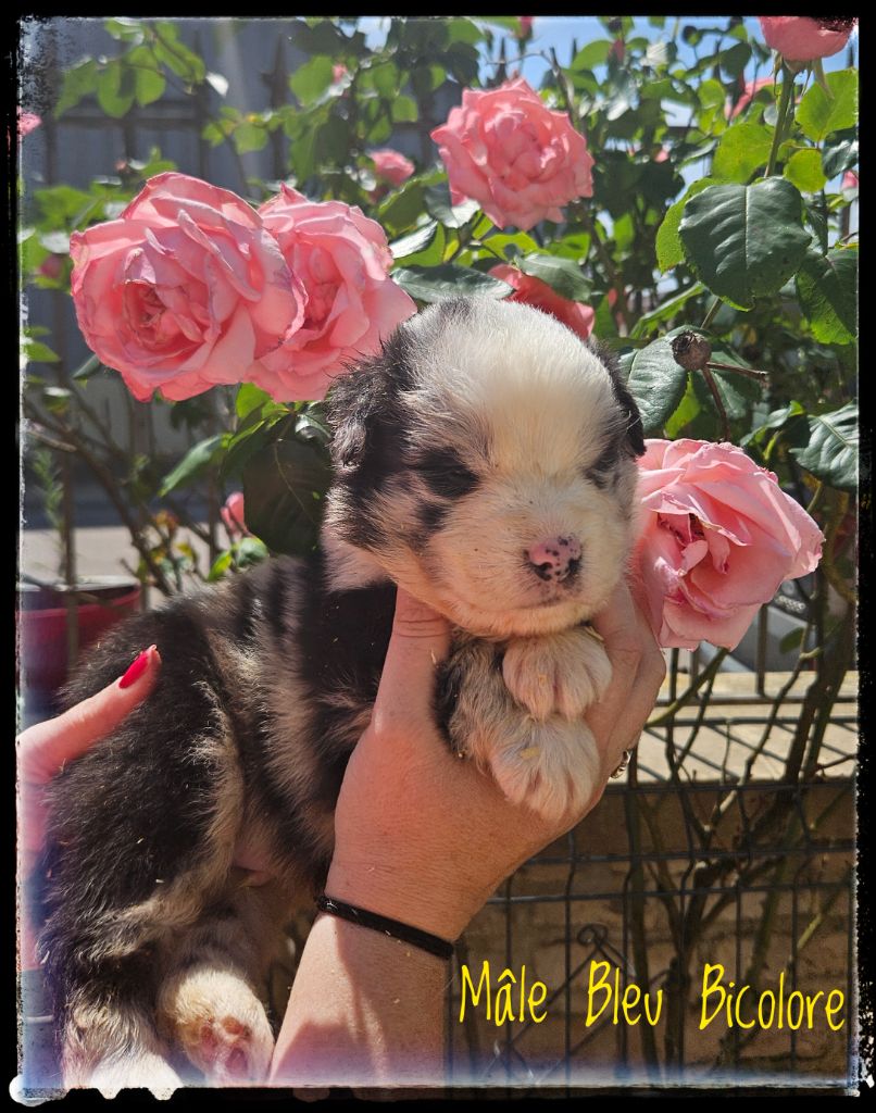 Du Diamant Des Neiges - Chiots disponibles - Berger Australien