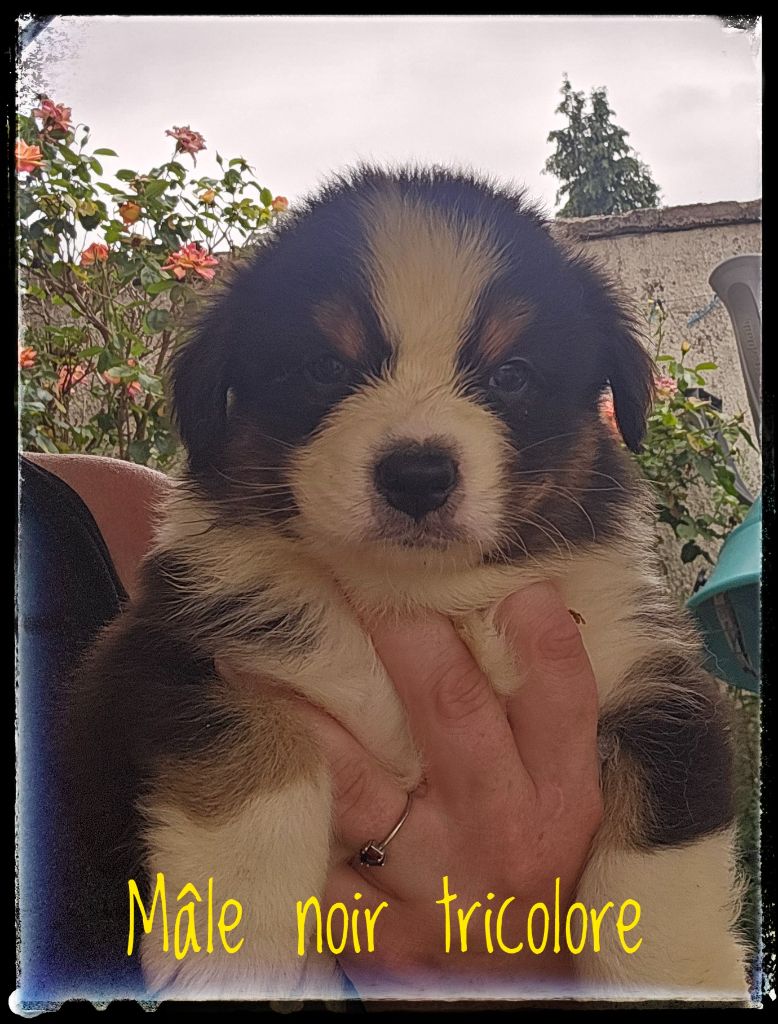 Du Diamant Des Neiges - Chiots disponibles - Berger Australien