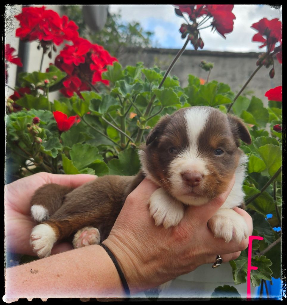 Du Diamant Des Neiges - Chiots disponibles - Berger Américain Miniature 