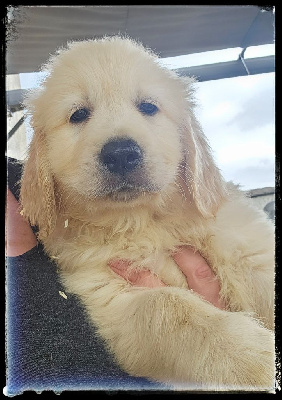 CHIOT 3