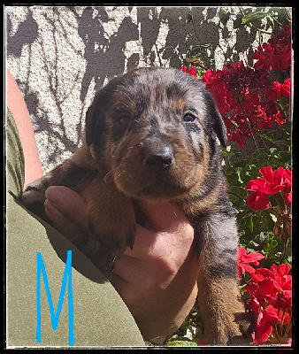 CHIOT 4