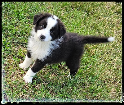 CHIOT 4