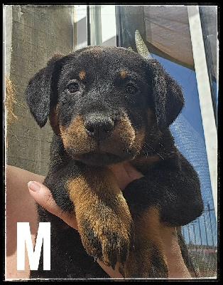 CHIOT 3