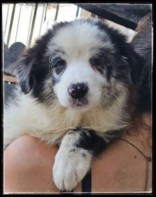 CHIOT 3