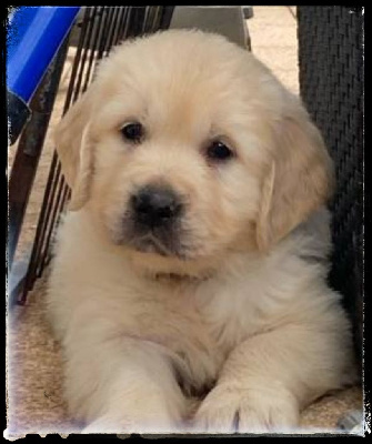 CHIOT 1