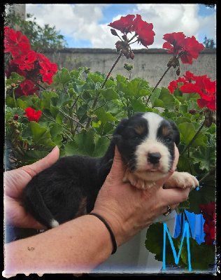 CHIOT 2
