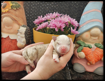 Chiot N°2
