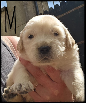 Chiot N°1