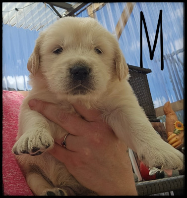 Chiot N°2
