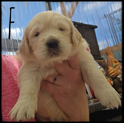 Chiot N°4