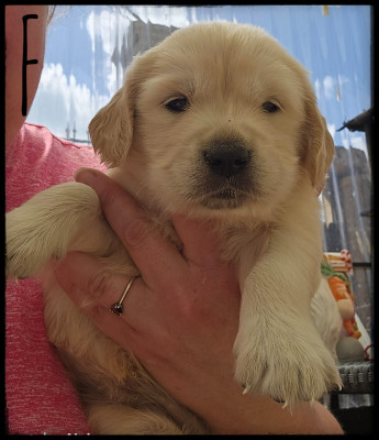 Chiot N°5