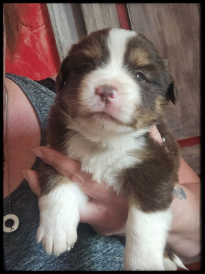 Chiot N°6