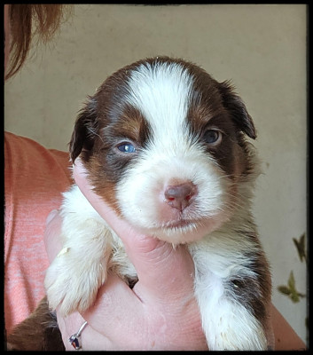 Chiot N°4