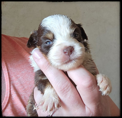 Chiot N°5