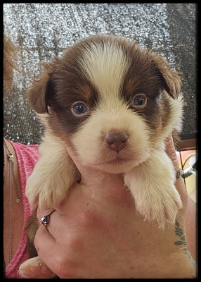 Chiot N°4