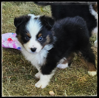 Chiot N°1