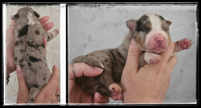 Chiot N°2