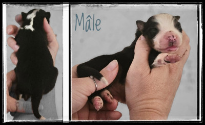 Chiot N°4