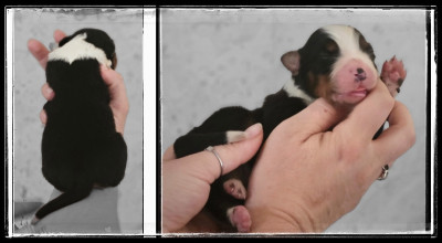 Chiot N°6