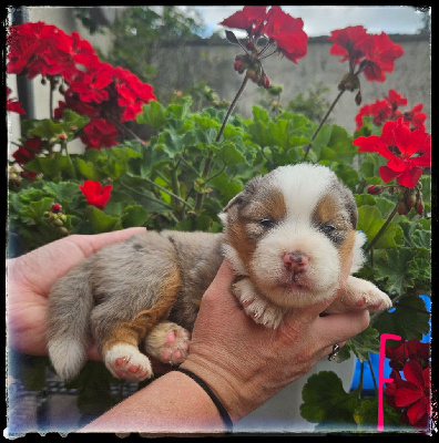 CHIOT 5
