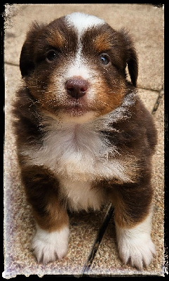CHIOT 4