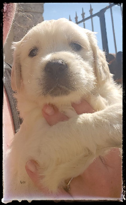CHIOT 5
