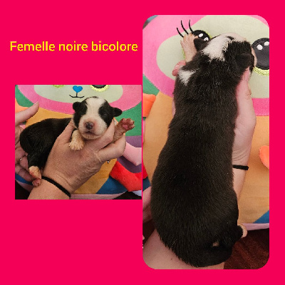 CHIOT 4