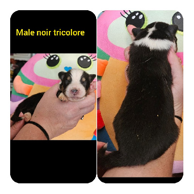 CHIOT 2
