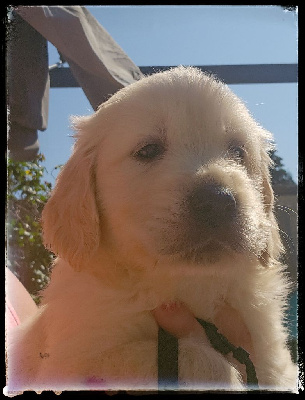 CHIOT 3