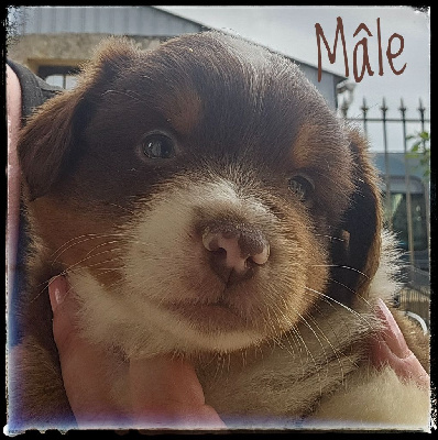 CHIOT 2