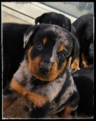CHIOT 6