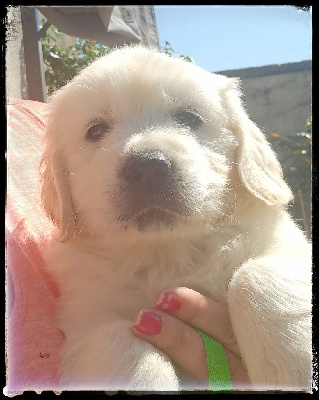 CHIOT 4