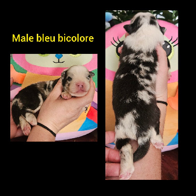 CHIOT 3