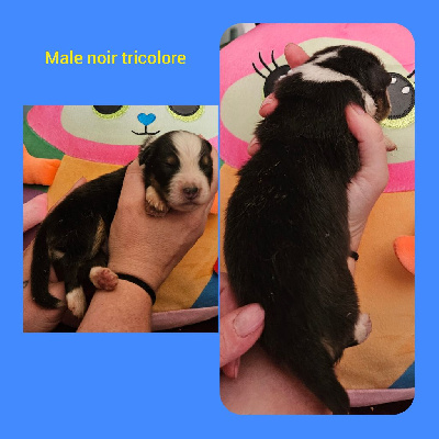 CHIOT 1