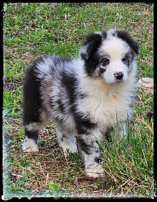 CHIOT 3