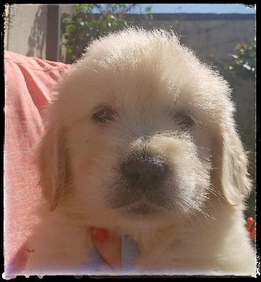 CHIOT 2