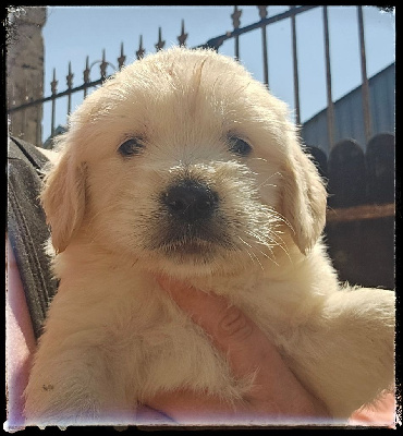 CHIOT 2