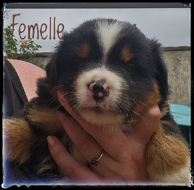 CHIOT 3