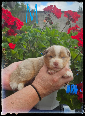 CHIOT 1