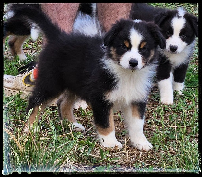 CHIOT 1
