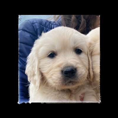 CHIOT 4