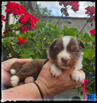 CHIOT 7