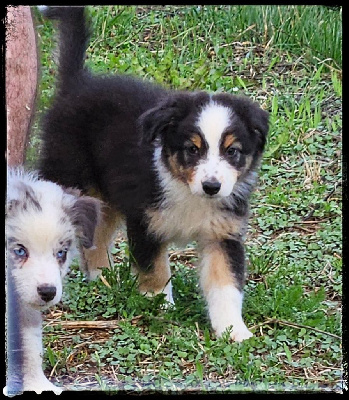 CHIOT 2