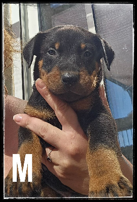 CHIOT 2