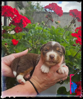 CHIOT 6