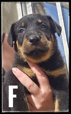 CHIOT 8