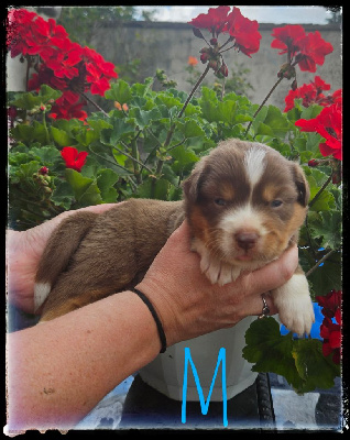 CHIOT 3
