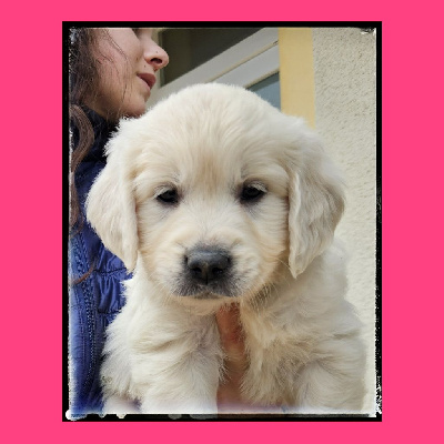 CHIOT 5