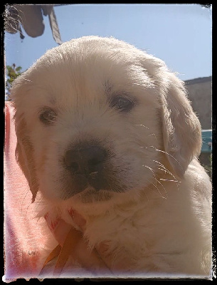 CHIOT 1