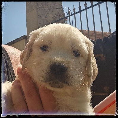 CHIOT 4